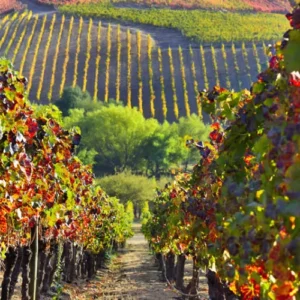 Valle de Colchagua